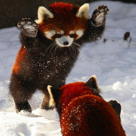 Datbear