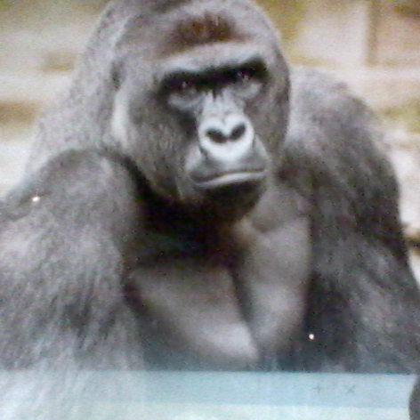 TheThiccGorilla