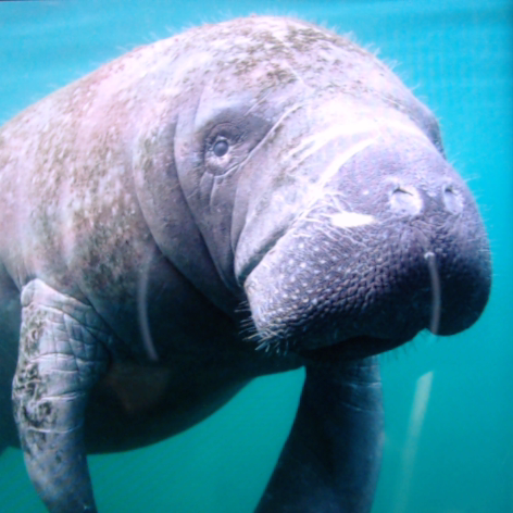 MagicalManatee