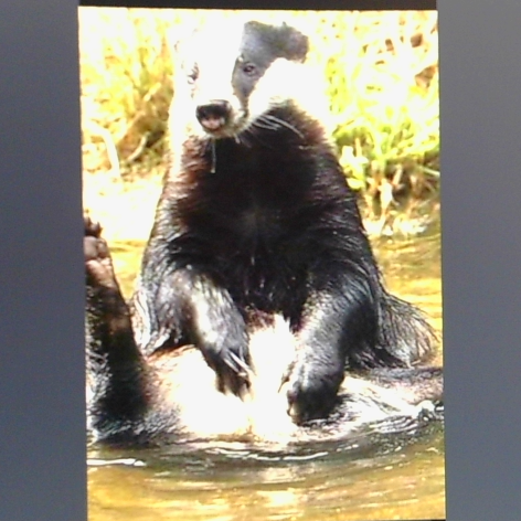 Thesillybadger